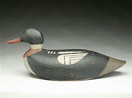 Oversize merganser drake