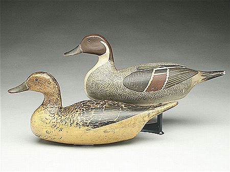 Very rare pintail hen and drake