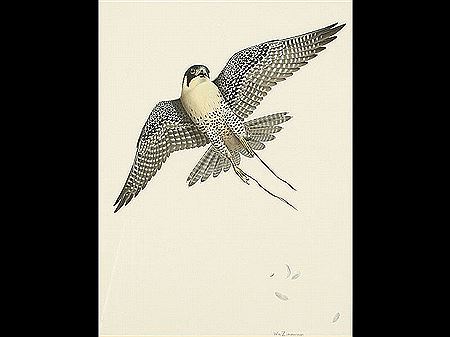 Flying peregrine falcon