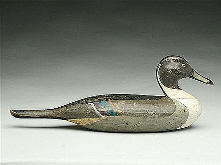Classic pintail drake