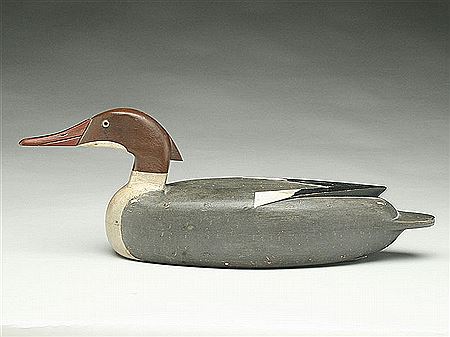 Very rare merganser hen