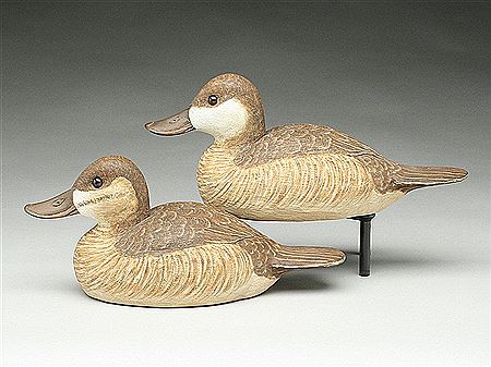 Pair of ruddy ducks