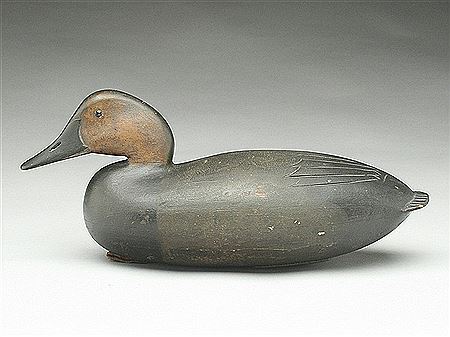 Important and very rare canvasback hen