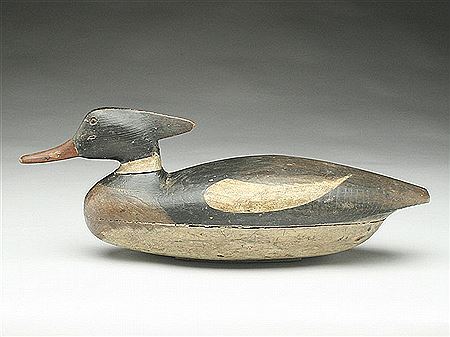 Important merganser drake