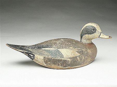 Rare widgeon drake