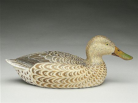 Very rare shoveler hen