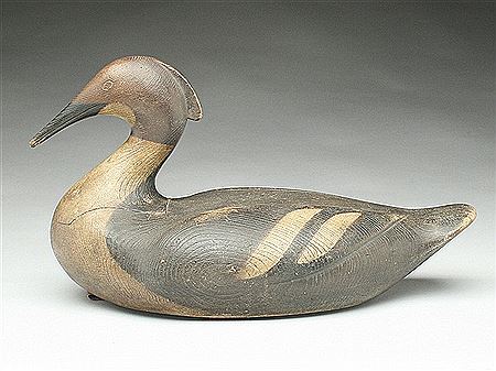 Oversize merganser hen