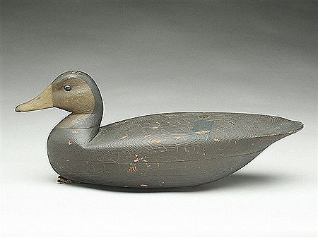 Rare black duck