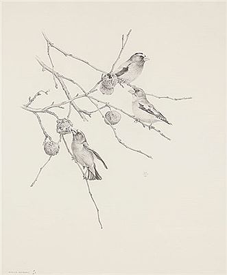 Evening Grosbeaks