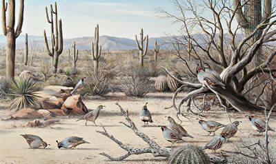 Sonoran Desert - Gambel's Quail by Maynard Reece - Auction record, sale price, and art valuation. Compare with similar artists and explore comparable artworks.