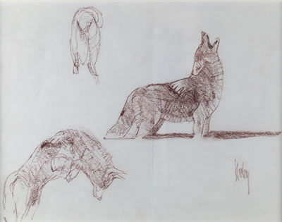 Coyote Study