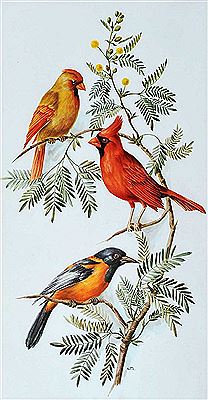 VIRGINIA CARDINAL & TROUPIAL