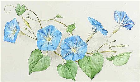MORNING GLORY