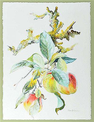 APPLES