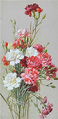 CARNATIONS