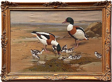 Sheldrake, Shelduck and ducklings