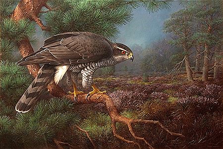 Sparrowhawk