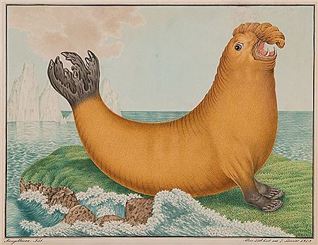A sea elephant (Walrus)