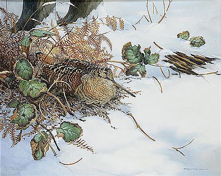 WOODCOCK IN WINTER