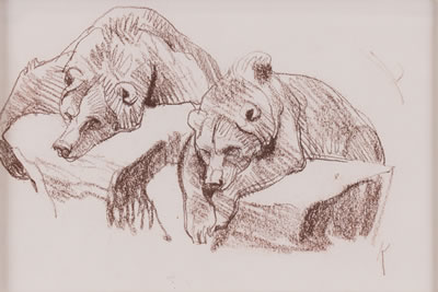 Bruins
