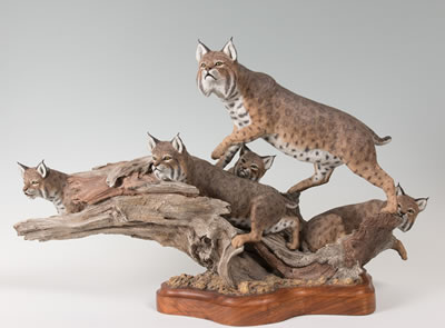 Bobcats