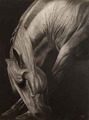 The Grey