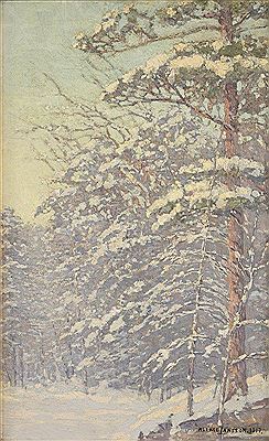 Snow Laden Pines