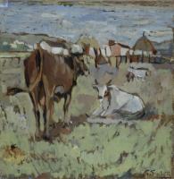 Oxen grazing