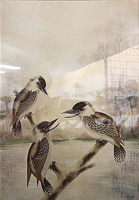 Sample artwork by Herbert Hepburn Calvert (1870 - 1923), known for bird painting - View similar artists and auction records