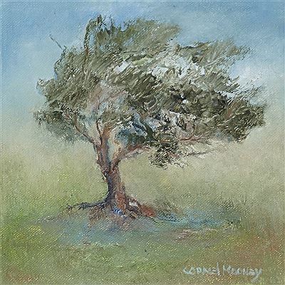 Holly tree, Cloone, Co. Kerry