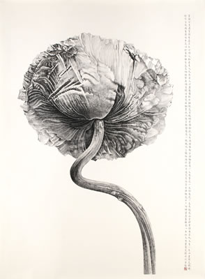POPPY