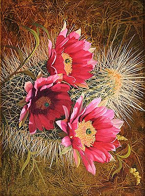 "Cactus Flower"