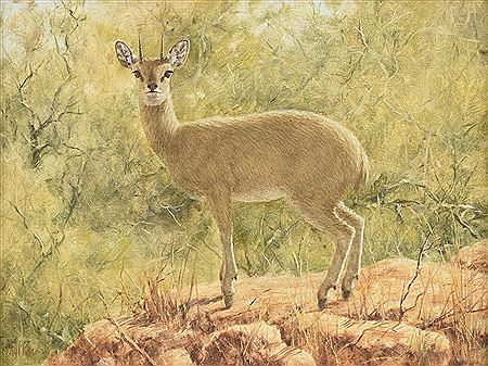 "African Deer"