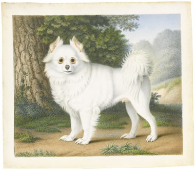 A POMERANIAN IN A LANDSCAPE