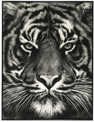 UNTITLED (TIGER HEAD, NO. 8)