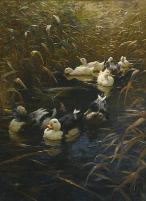 DUCKS IN AUTUMN