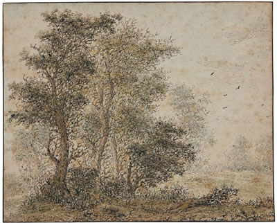 A FOREST SCENE