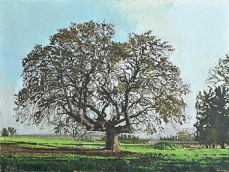 Old Oak in the Spring 2012