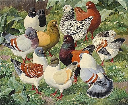 A variety of Modena pigeons in vegetation A variety of Modena pigeons in vegetation and before a fence (2)