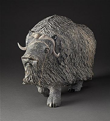 Muskox