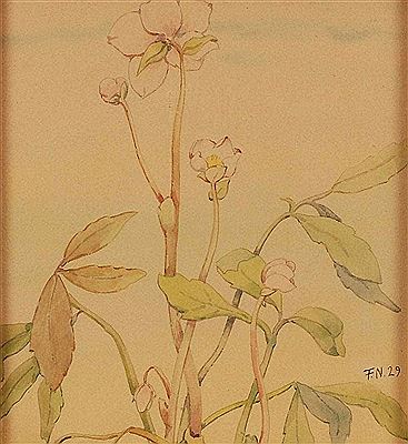 Blüten der Christrose