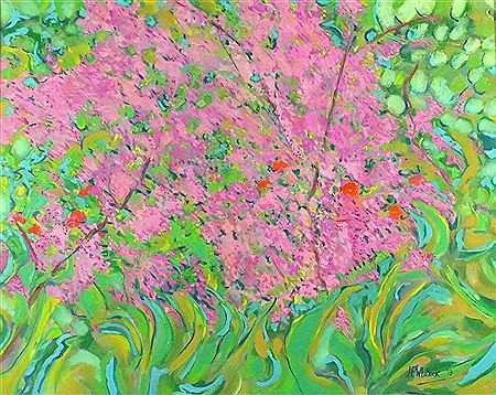 'Clematis at Brief Garden' (Sri Lanka)