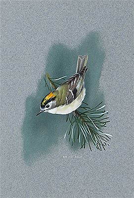 Goldcrest