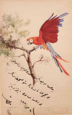 Parrot