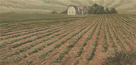 "Lettuce Fields"