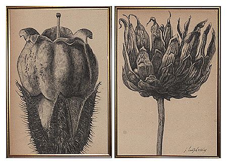 Botanical pair drawings (2)