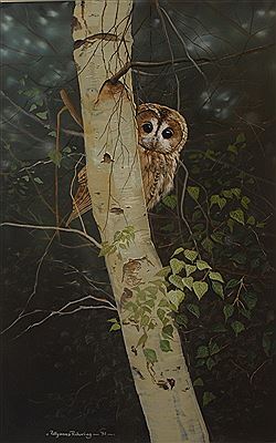 Tawny Owl