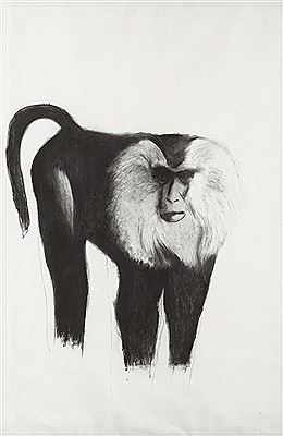 Untitled (Scimmia)
