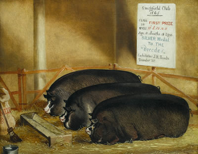 Three prize pigs
