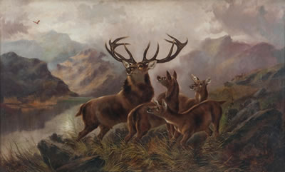 Stag & Hinds